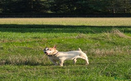 Jack Russell dogs for sale: 8 year old Jack Russell for sale - Image 6