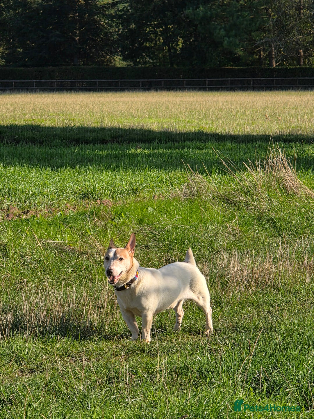 Jack Russell dogs for sale: 8 year old Jack Russell for sale - Image 6