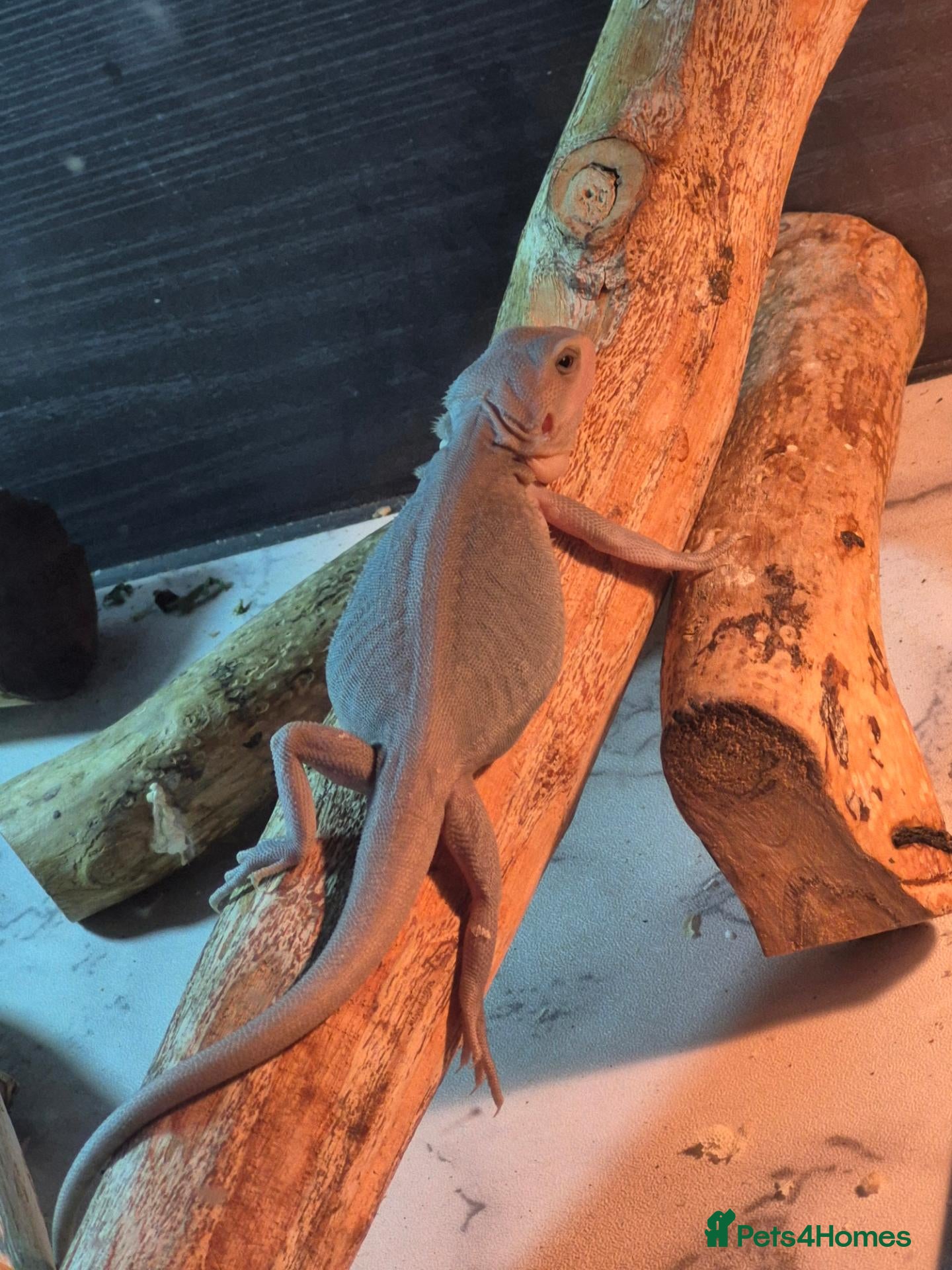 Bearded Dragon reptiles Baby bearded dragons  - Advert 1