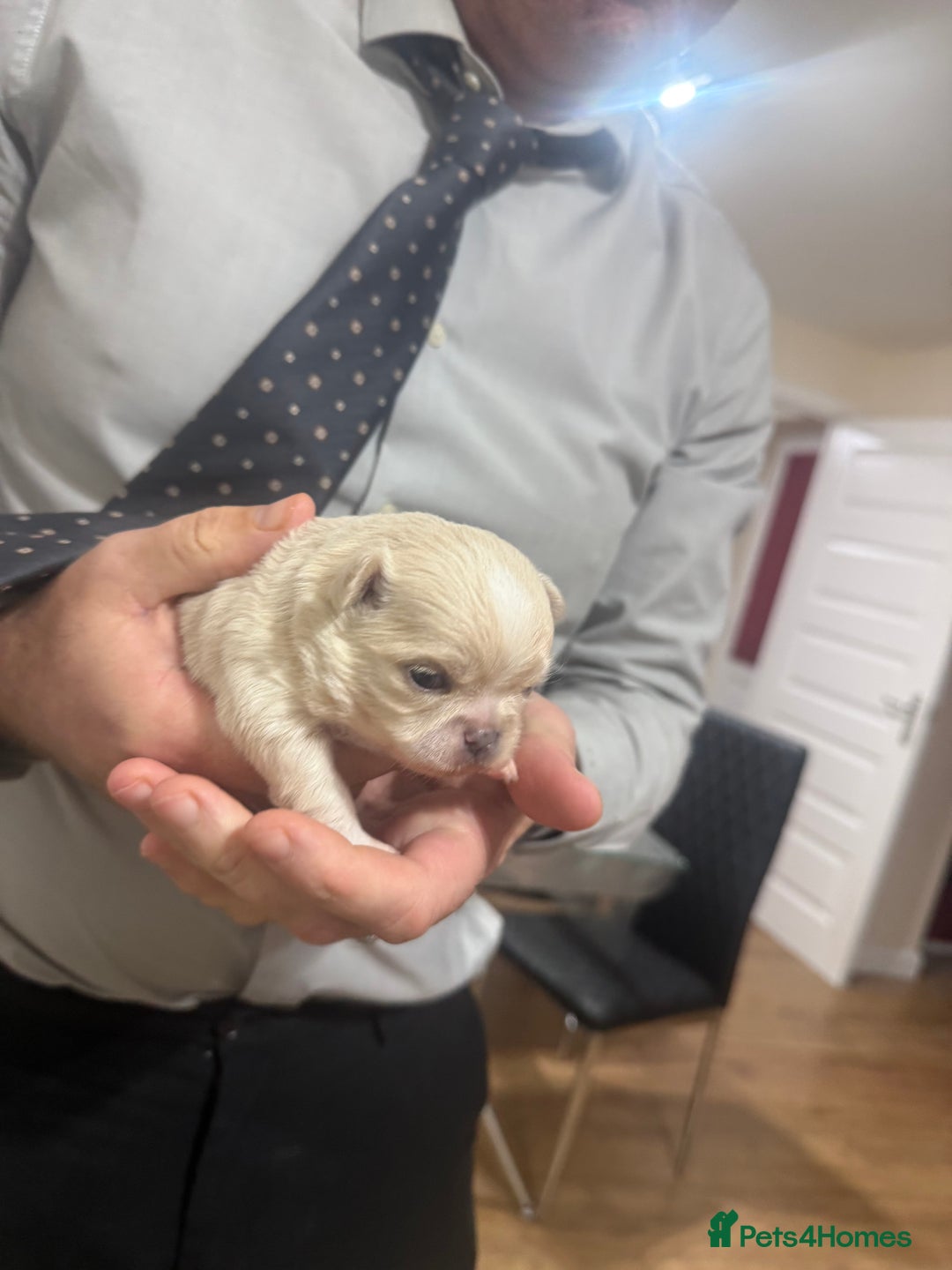 Chihuahua dogs for sale: Chihuahua puppies  - Image 16