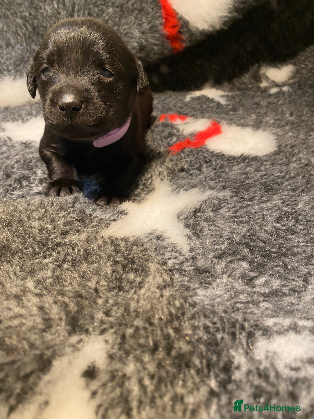 Labrador Retriever dogs for sale: Black and yellow Labrador puppies  - Advert 20