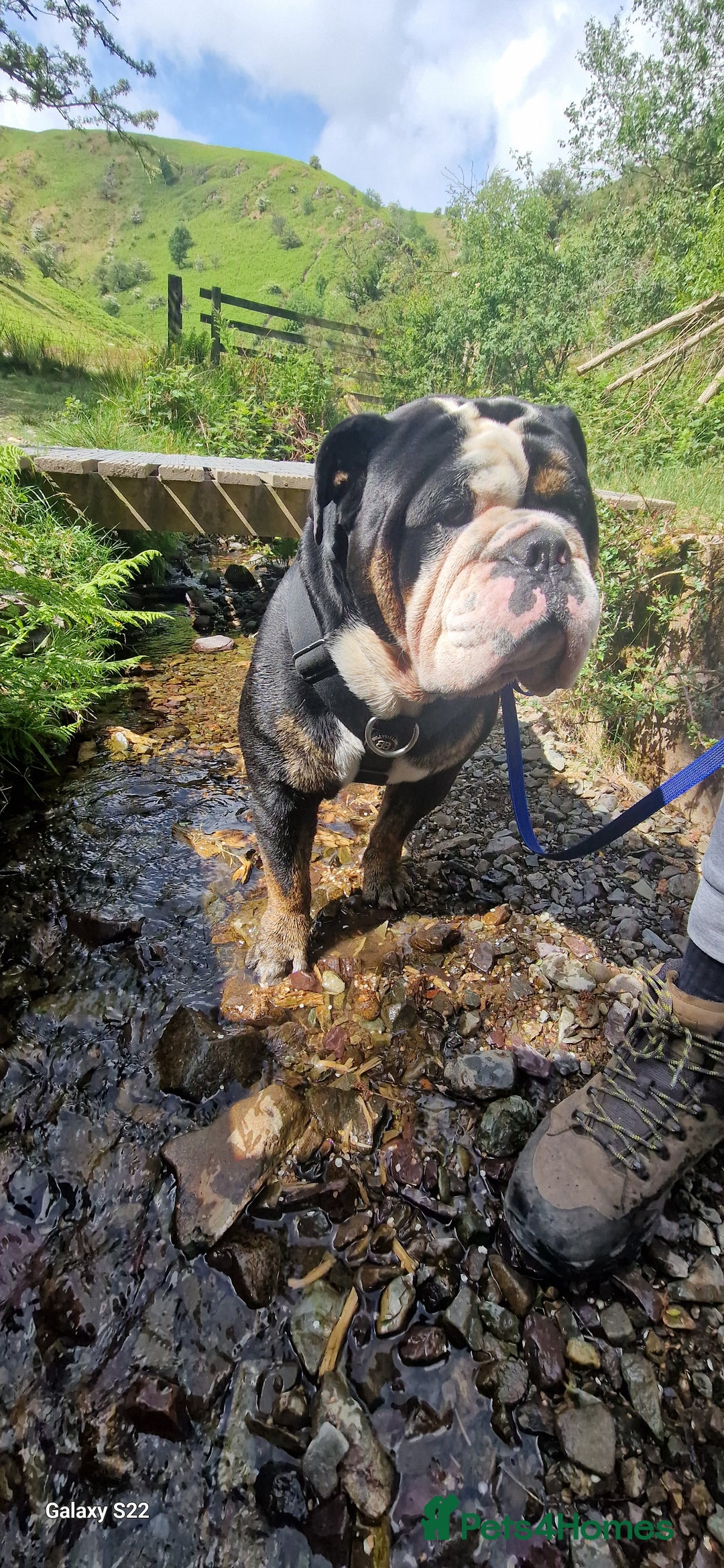 Olde English Bulldogge dogs for stud: Vinnie the olde english bulldogge - Advert 13