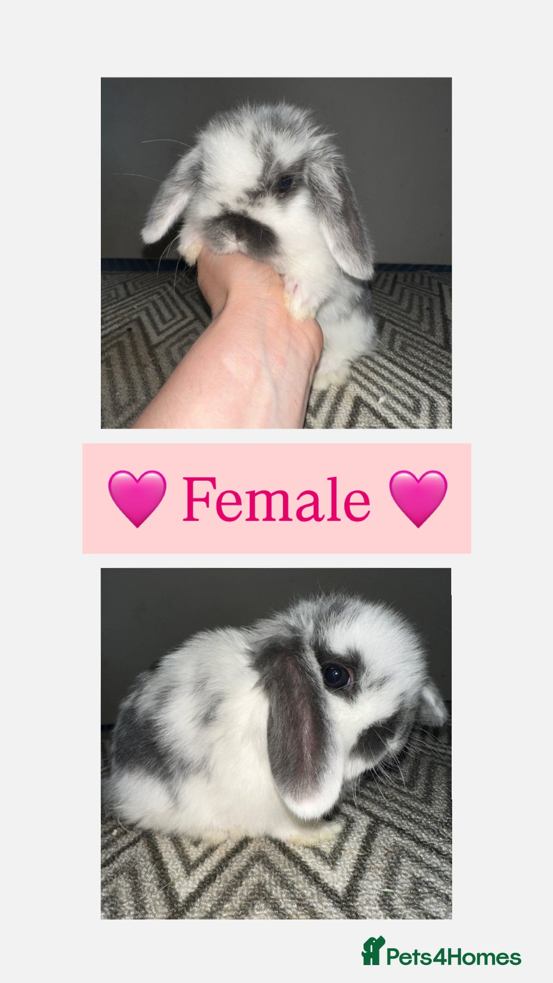 Mini Lop rabbits for sale: Beautiful vaccinated mini lops  - Advert 2