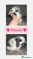 Mini Lop rabbits Beautiful vaccinated mini lops - Advert 2