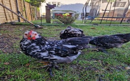 Chickens poultry for sale: Cockerel for rehoming - Image 3