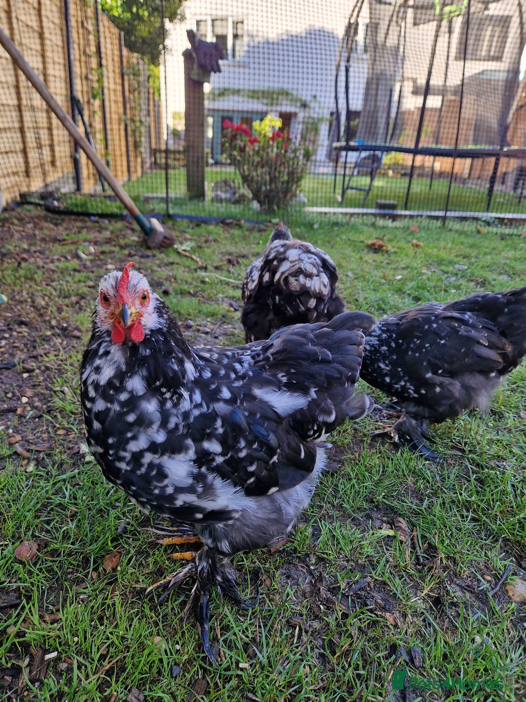 Chickens poultry for sale: Cockerel for rehoming - Image 3