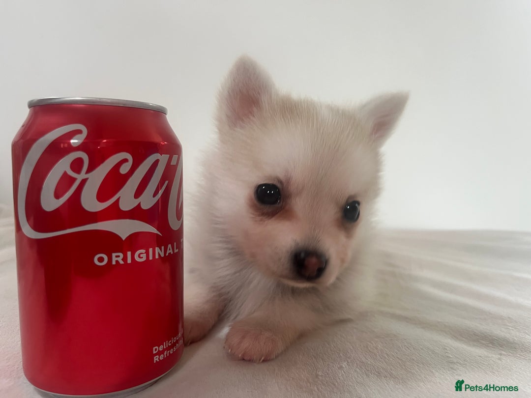 Pomsky dogs for sale: Honey I shrunk the Husky 😂 Genuine Toy size pomsk - Image 25