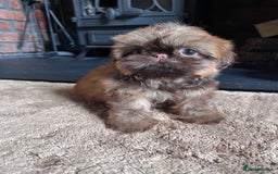 Shih Tzu dogs for sale: Stunning KC chocolate imperial Shihtzu puppies - Image 19