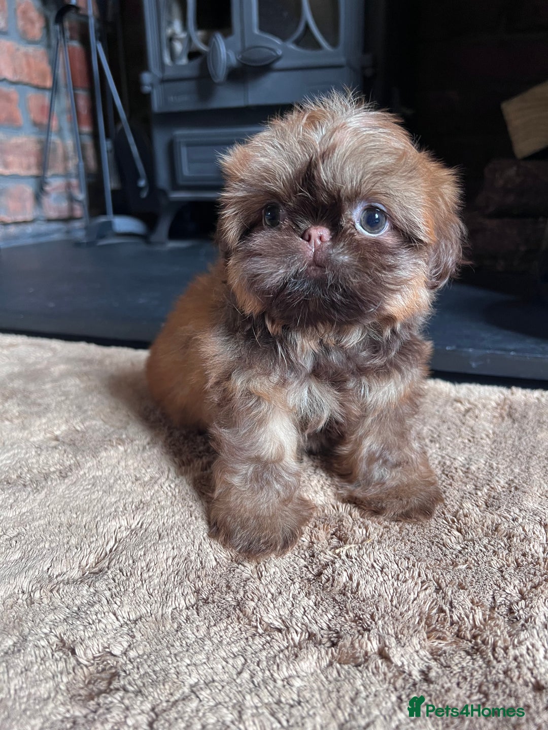Shih Tzu dogs for sale: Stunning KC chocolate imperial Shihtzu puppies - Image 19