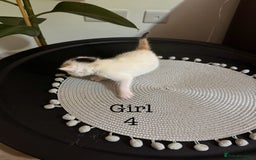 British Shorthair cats for sale: 6 Playful British Shorthair Cats - Image 13
