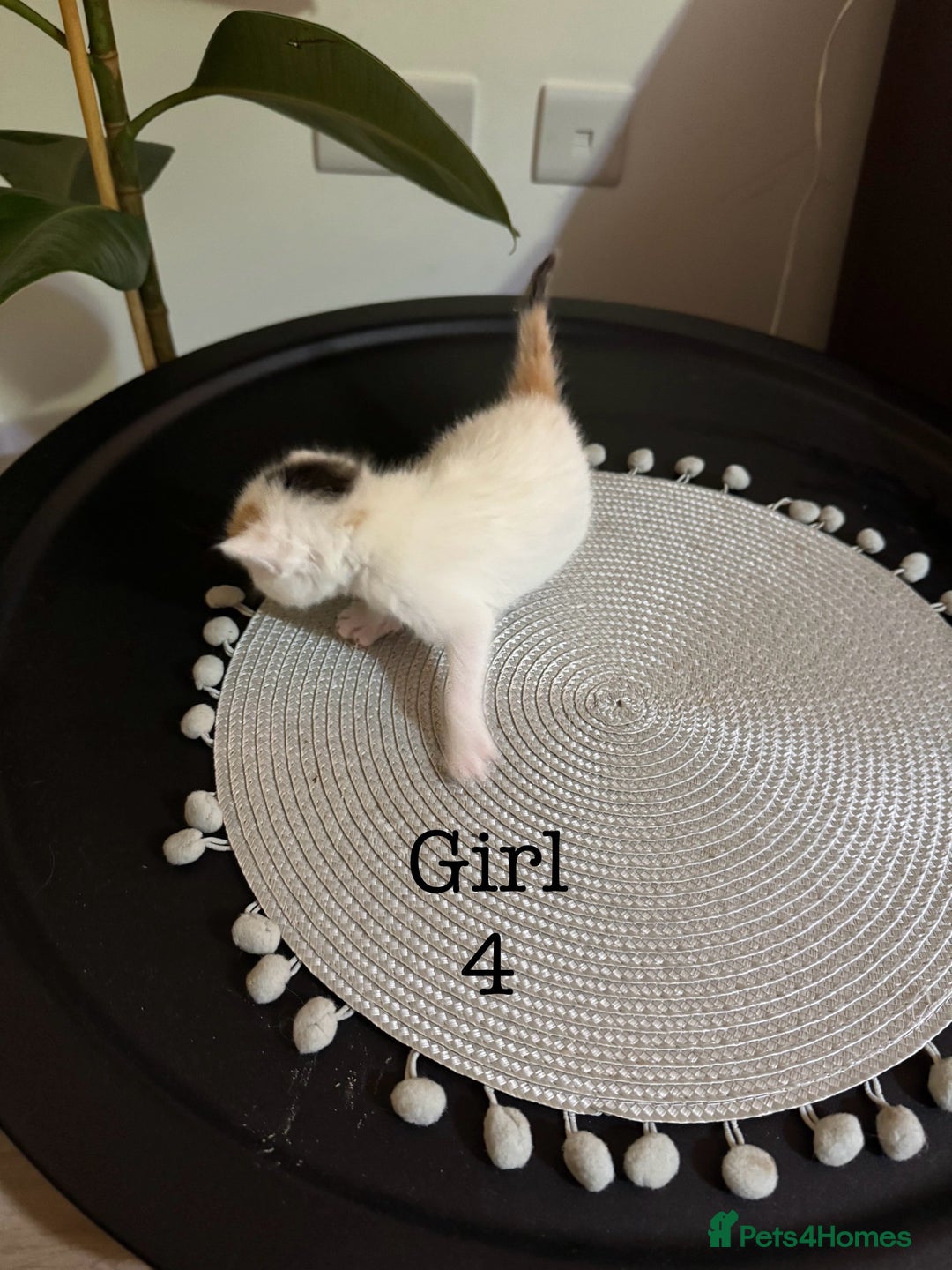 British Shorthair cats for sale: 6 Playful British Shorthair Cats - Image 13