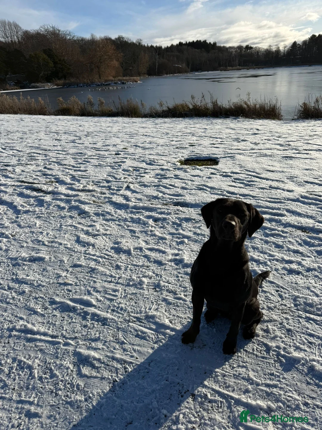 Labrador Retriever dogs for stud: Harry  - Advert 2