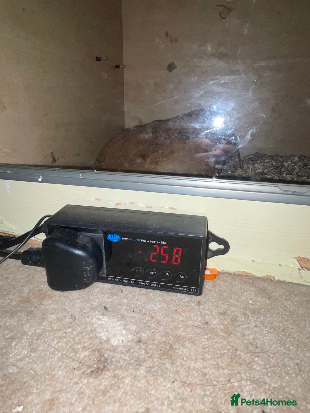 Corn Snake reptiles for sale: Corn snake for sale - Advert 5