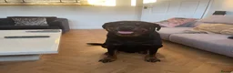 Rottweiler dogs for sale: Belly, 8-Year-Old Loving Rottweiler - Advert 4