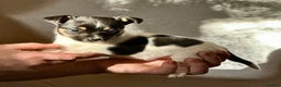Jack Russell dogs for sale: Superb KC Reg’d Jack Russell Terrier DNA CLEAR - Advert 36