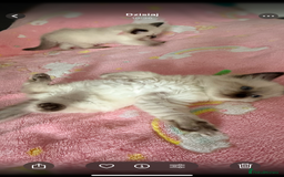 Ragdoll cats for sale: Gorgeous Ragdoll type Kitten - Image 3