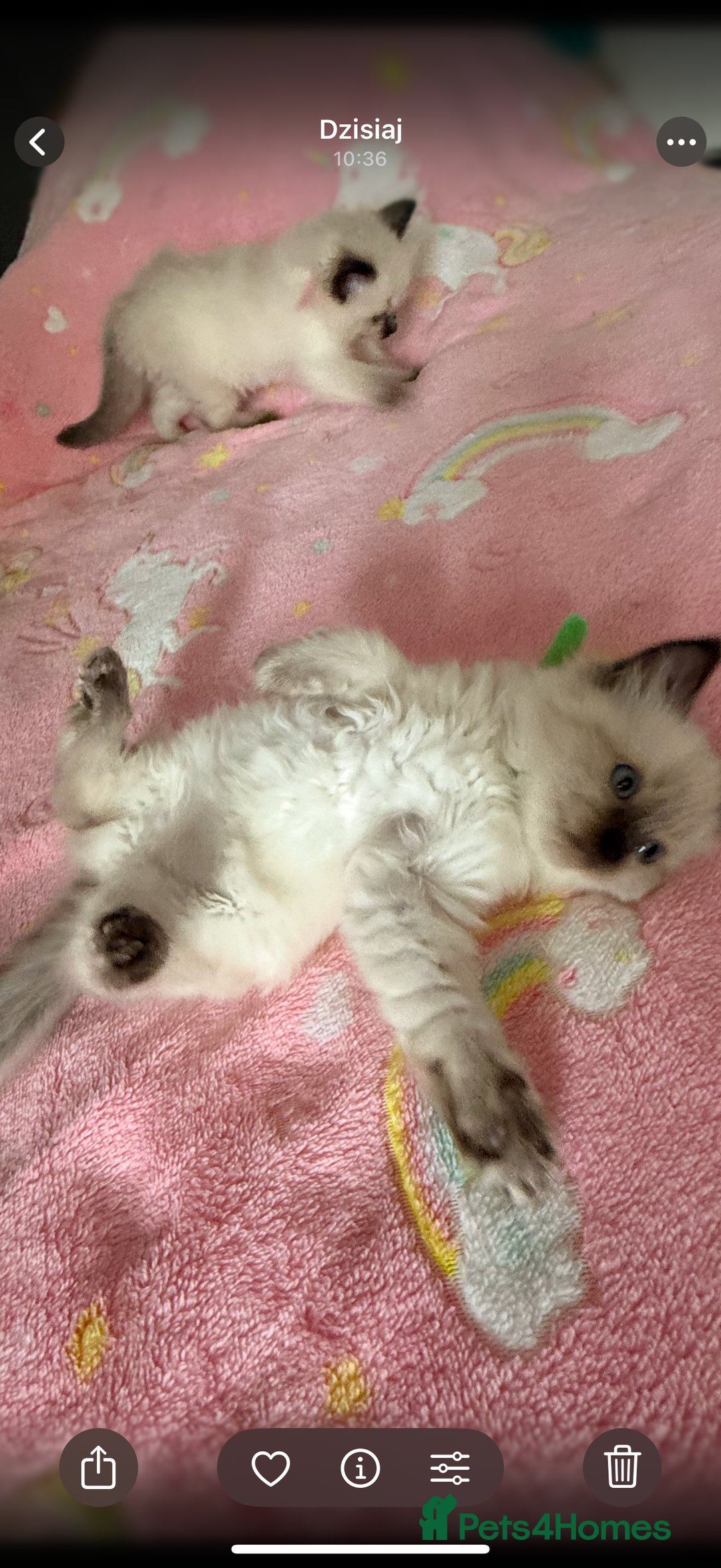 Ragdoll cats for sale: Gorgeous Ragdoll type Kitten - Image 3