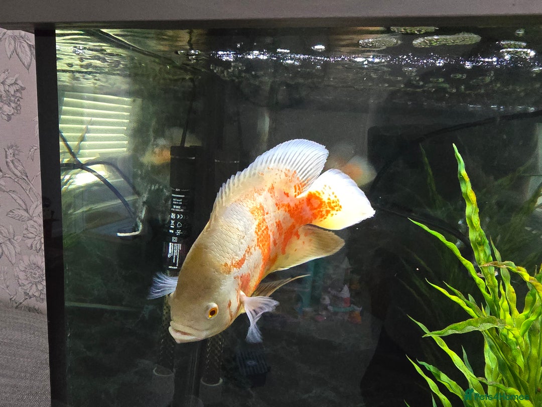 Cichlids fish for sale: ALBINO TIGER OSCAR - Advert 4