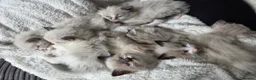Ragdoll cats for sale: Pure Ragdoll Kittens 🌸 - Advert 7