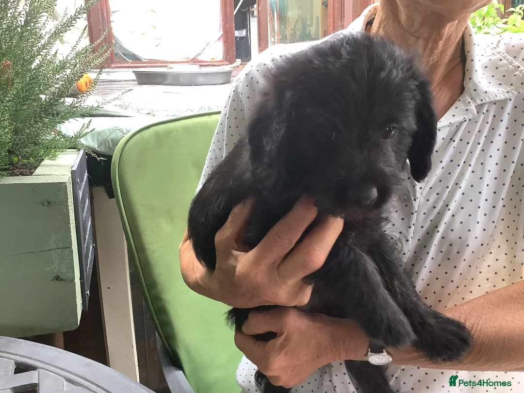 Labradoodle dogs for sale: Toy Labradoodle  - Advert 2