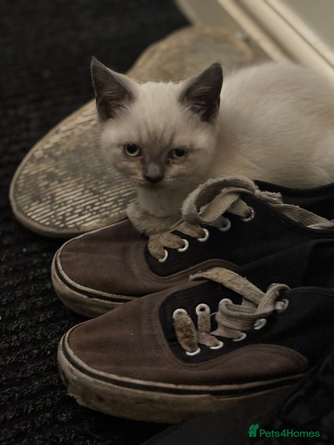 British Shorthair cats for sale: Adorable kittens READY NOW in Wakefield - Image 16