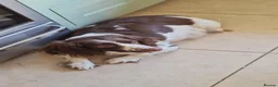 English Springer Spaniel dogs for sale: Outstanding littler of ESS! - Advert 3