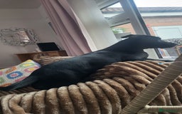 Mixed Breed dogs for sale: Beau Labrastaff - Image 8