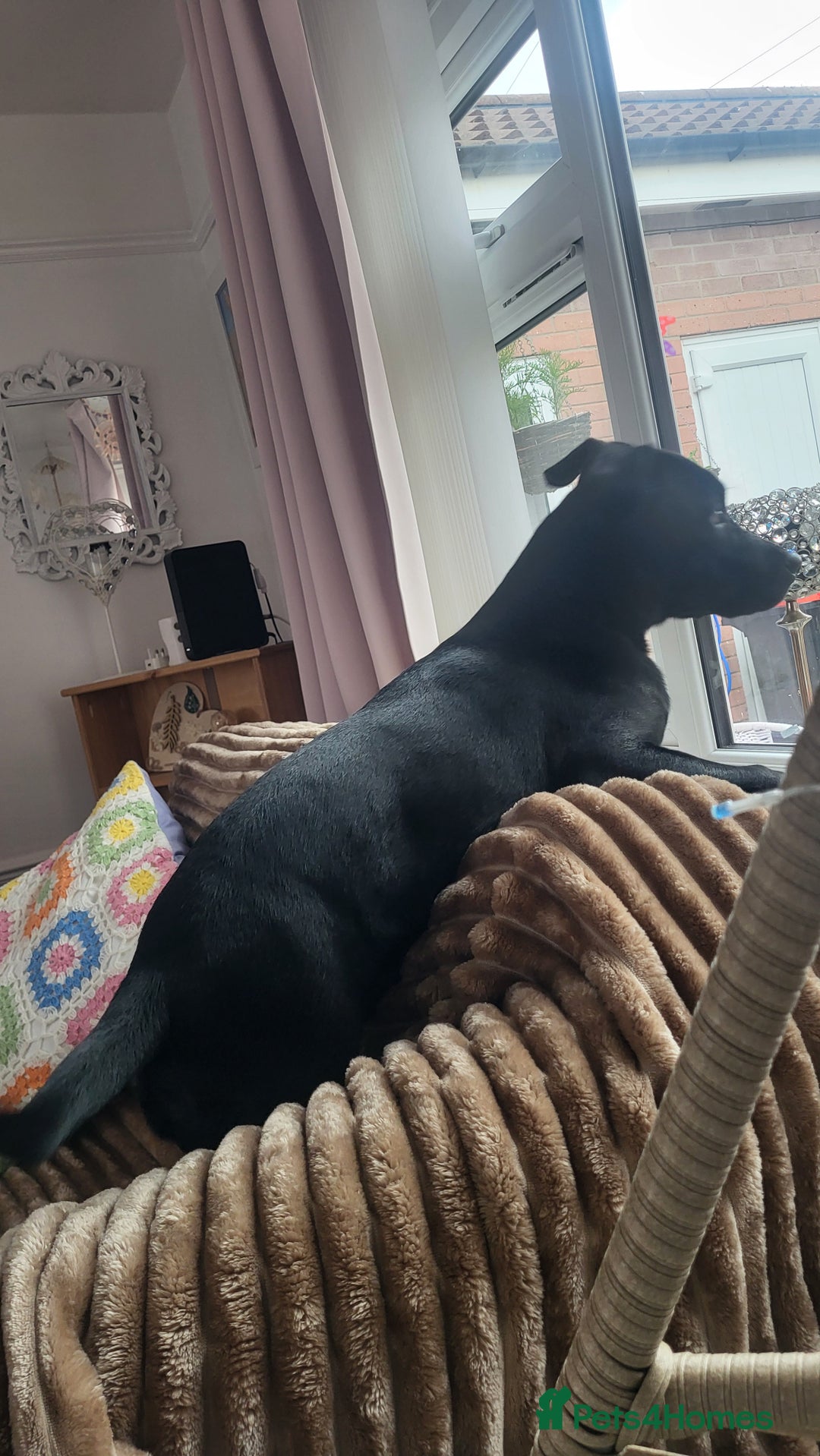 Mixed Breed dogs for sale: Beau Labrastaff - Image 8