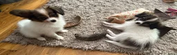 Papillon dogs for sale: KC Registered Male Papillon puppy for sale in Braintree - Advert 8