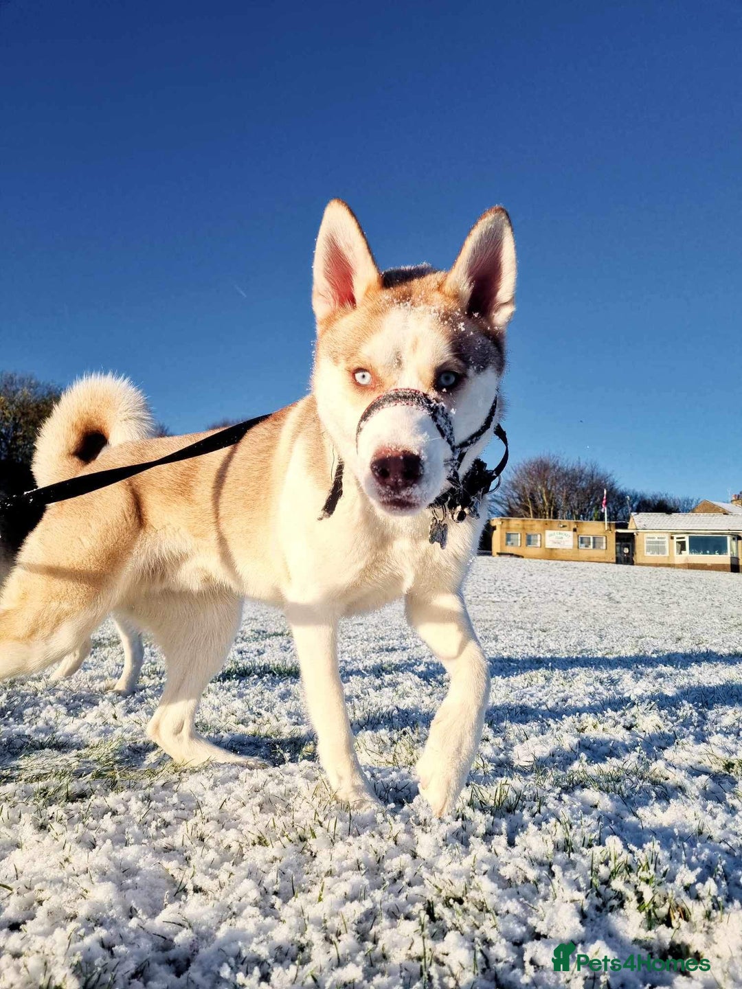 Siberian Husky dogs for stud: Siberian Husky STUD. Proven. - Image 5