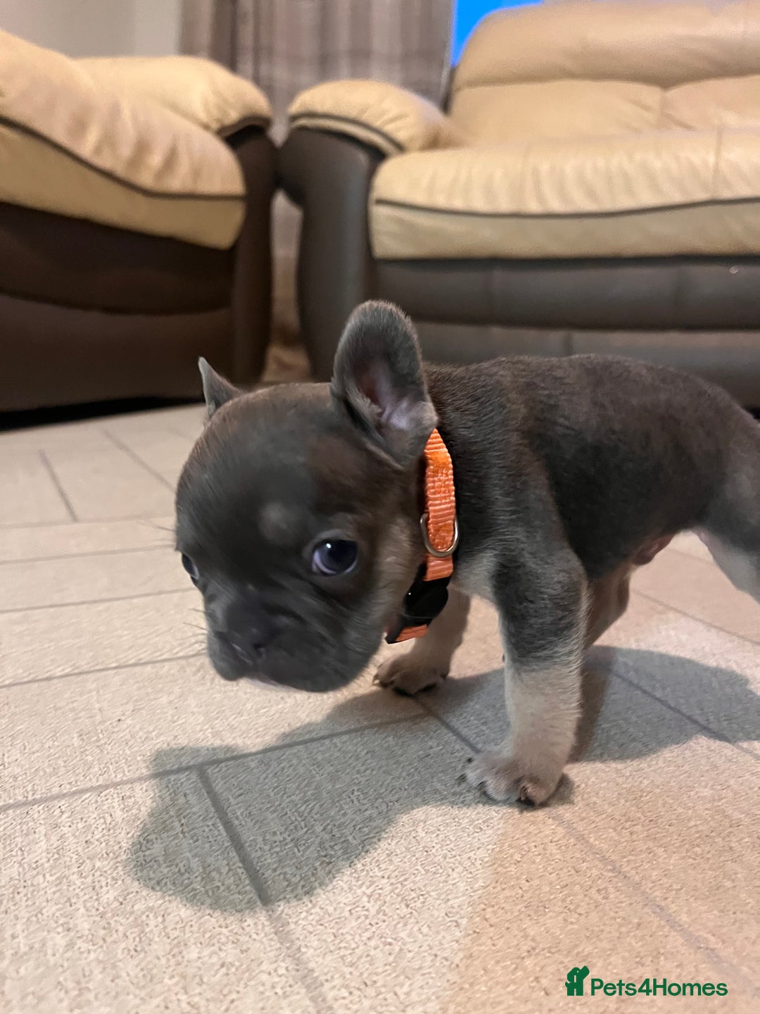 French Bulldog dogs for sale: Cutest frenchies pups  - Advert 21