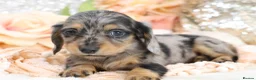 Miniature Dachshund dogs for sale: KC Longhair Miniature Dachshund Puppies - Advert 12