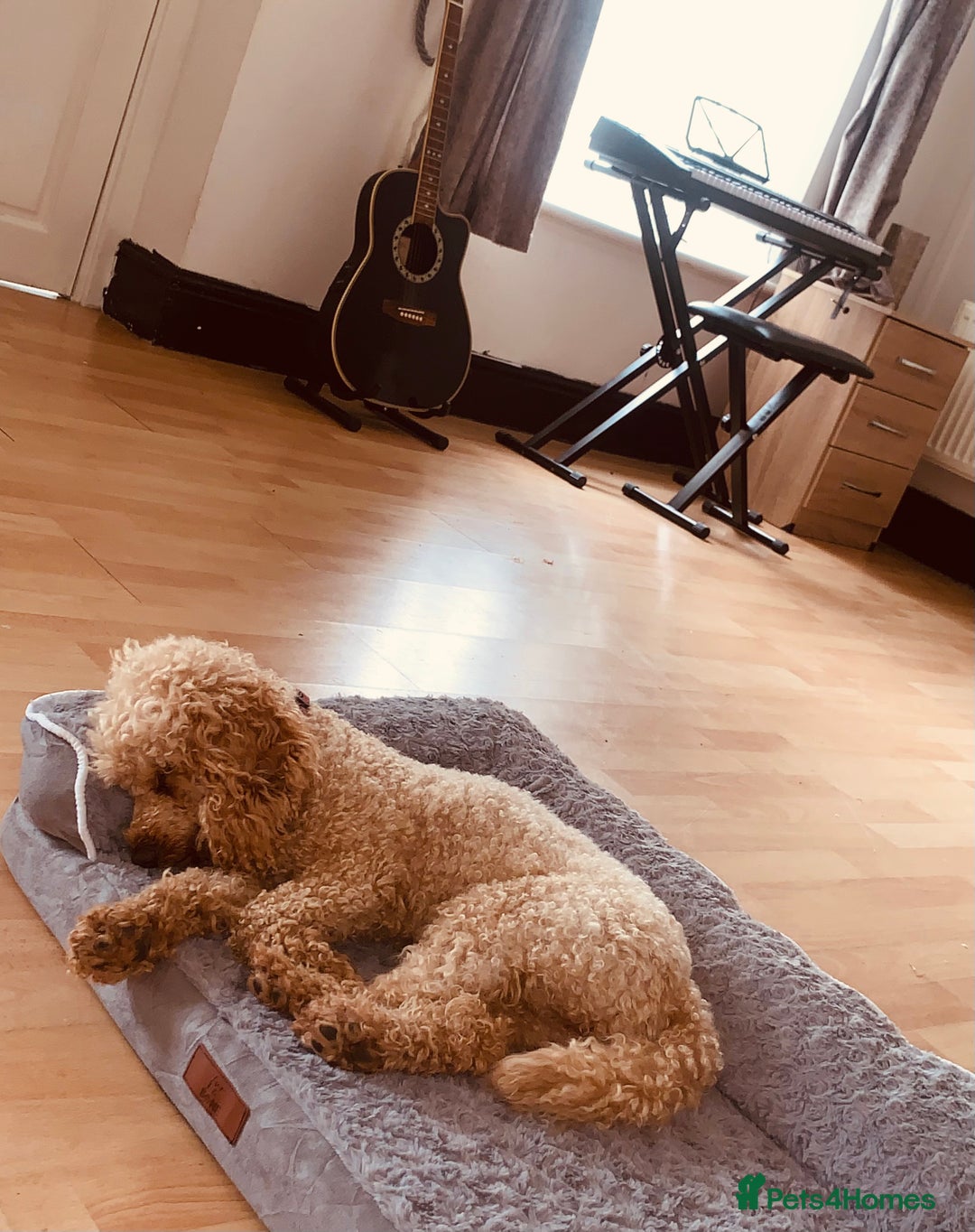 Mixed Breed dogs for sale: X1 beautiful red miniature left (boy)  - Image 14