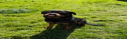 Rottweiler dogs for sale: Male 4 year old Rottweiler  - Advert 2