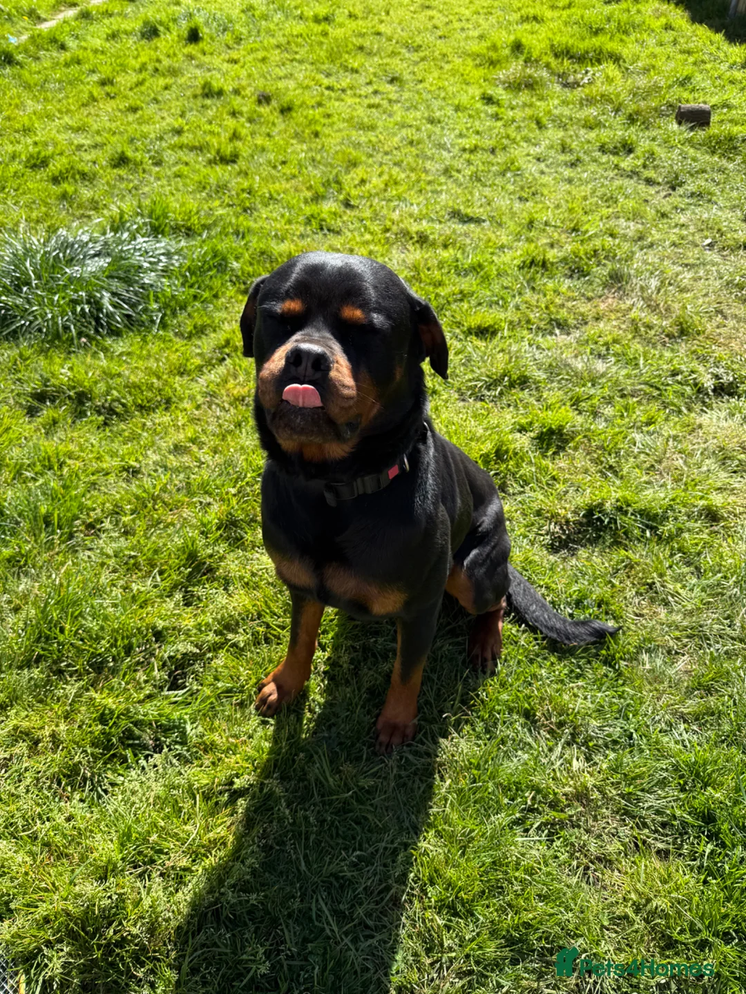 Rottweiler dogs for sale: Male 4 year old Rottweiler  - Advert 2
