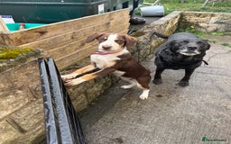 Mixed Breed dogs for sale: Mixed Breed Pup  - Image 7