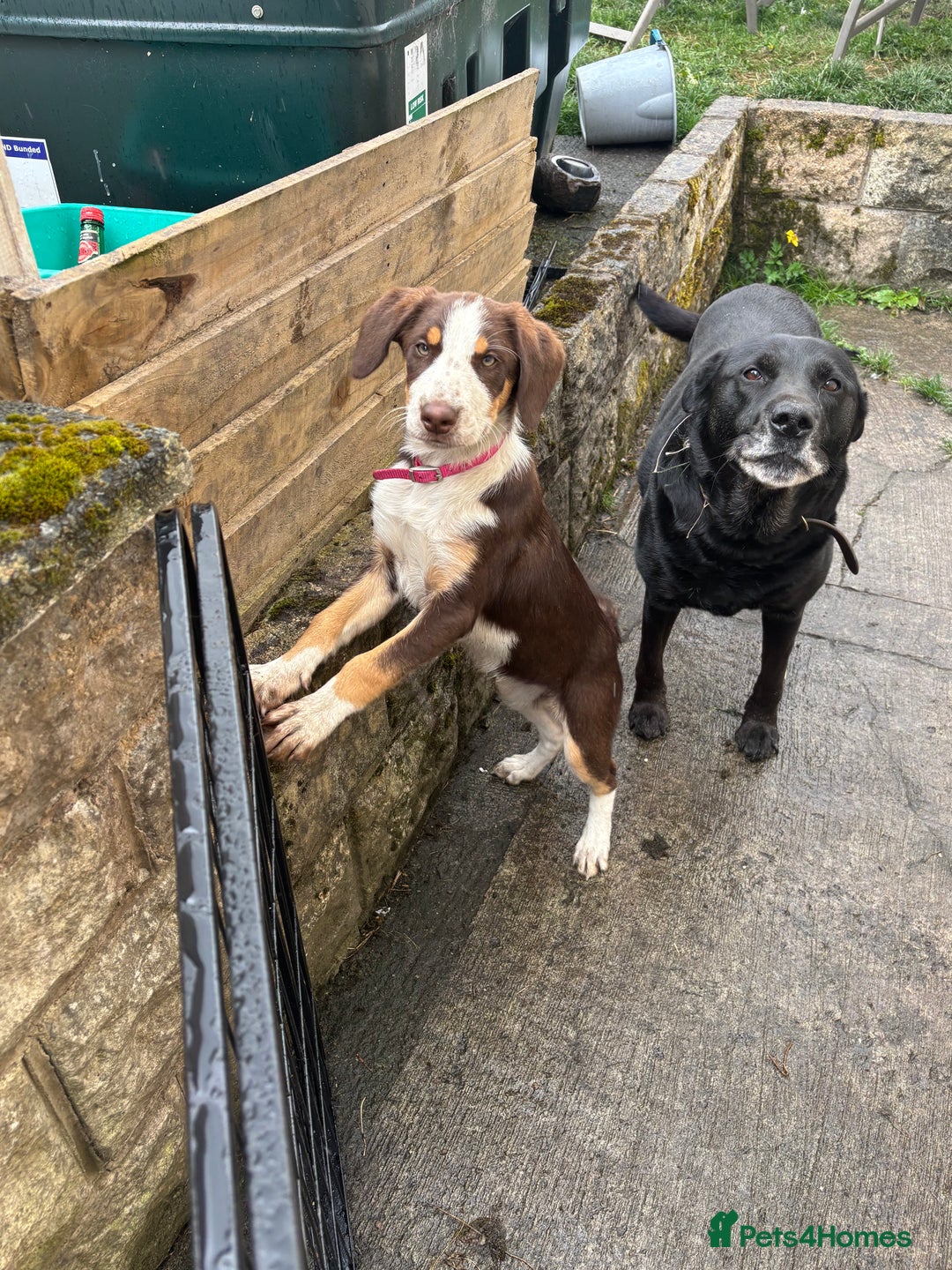 Mixed Breed dogs for sale: Mixed Breed Pup  - Image 7