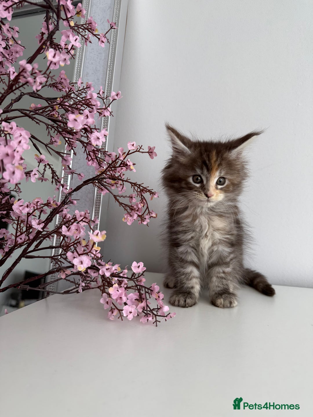 Maine Coon cats for sale: Stunning TICA Maine Coon girls - Image 7