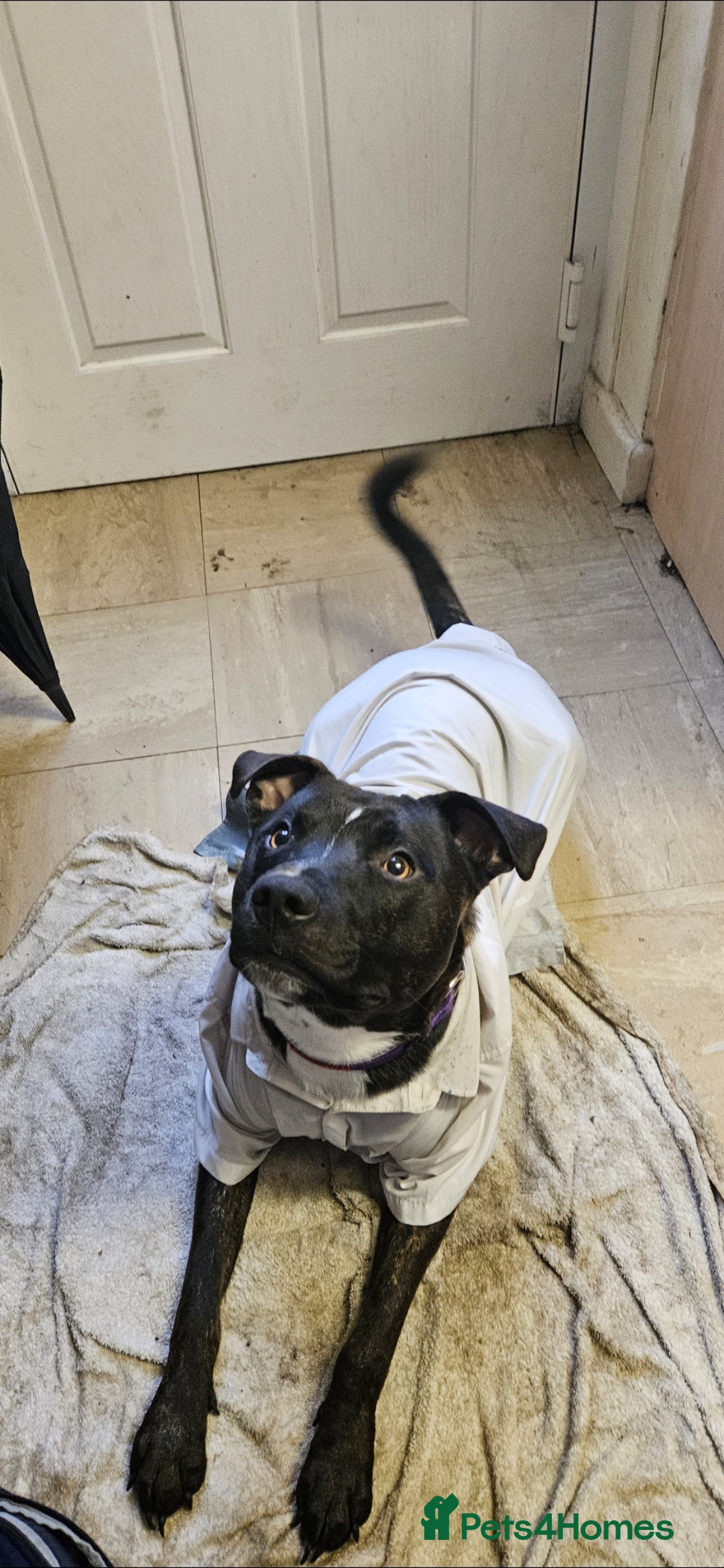 Staffordshire Bull Terrier dogs for sale: 1 year old male Staff - Advert 2