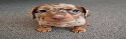 Miniature Dachshund dogs for sale: Miniature Dachshund  - Advert 19