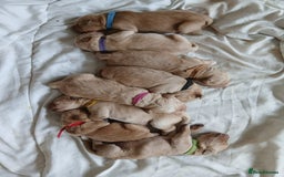 Golden Retriever dogs for sale: 🐾 Golden Retriever Puppies – Ready Soon! 🐾 - Image 2