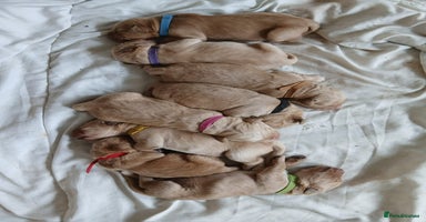 Golden Retriever dogs - Advert 4