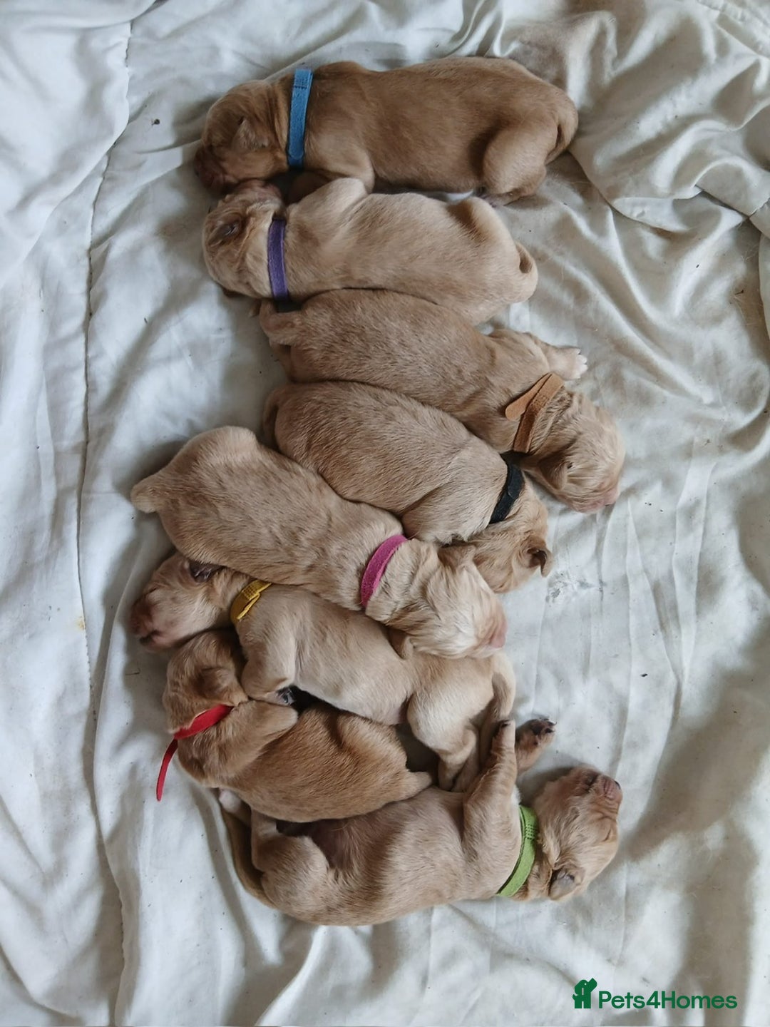 Golden Retriever dogs for sale: 🐾 Golden Retriever Puppies – Ready Soon! 🐾 - Image 2