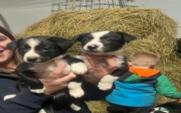 Border Collie dogs for sale: Collie pups for sale  - Image 7