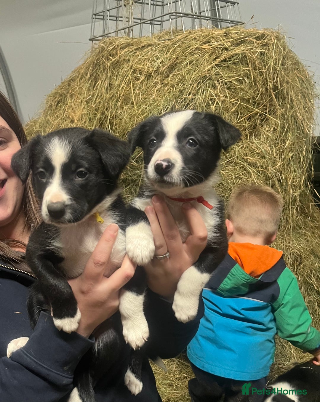 Border Collie dogs for sale: Collie pups for sale  - Image 7