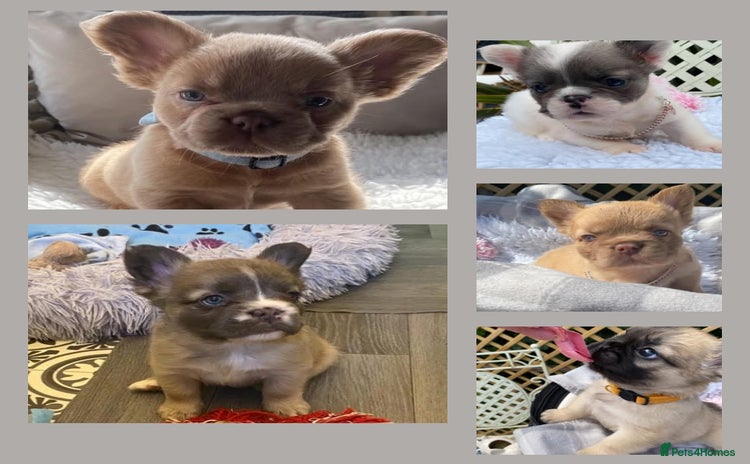 French Bulldog dogs - Advert 1