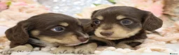 Miniature Dachshund dogs for sale: KC Longhair Miniature Dachshund Puppies - Advert 20