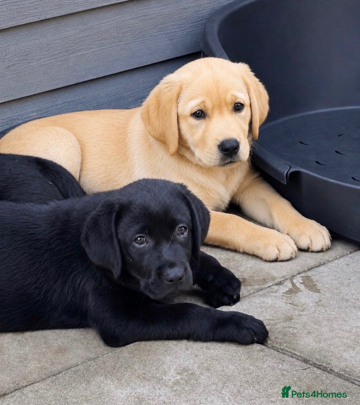 Labrador Retriever dogs Stunning Black & Yellow Show Pups - Advert 1