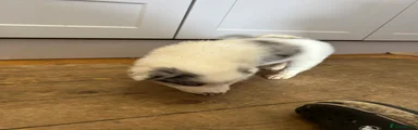 Border Collie 3