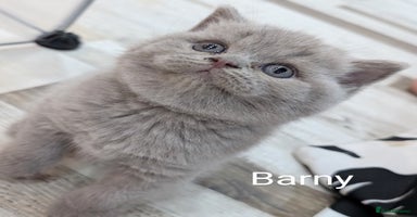 British Shorthair cats - Advert 14
